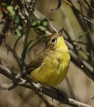 Zuidelijke maskerzanger