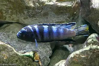 Gephyrochromis lawsi