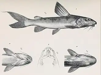 Gephyroglanis habereri