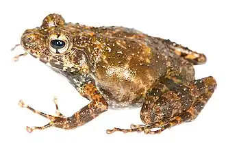 Gephyromantis pseudoasper