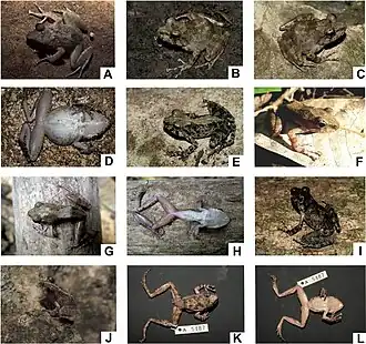 Gephyromantis atsingy