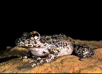 Gephyromantis corvus