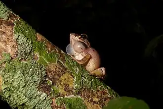 Gephyromantis plicifer