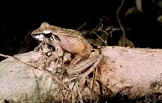 Gephyromantis salegy