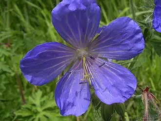 Beemdooievaarsbek close up