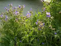 Beemdooievaarsbek plant