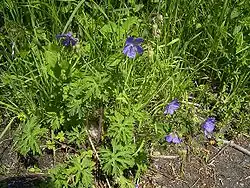 Beemdooievaarsbek plant