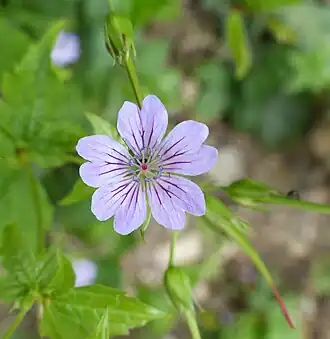 Knopige ooievaarsbek