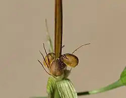 Vrucht met deelvruchten en snavel