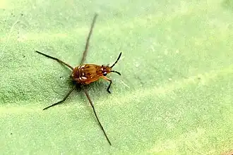 Gerris odontogaster (nimf)