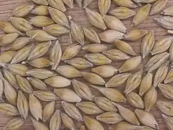 Graanvrucht met kafjes van gerst