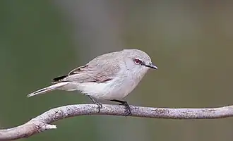 Witstaartmangrovezanger