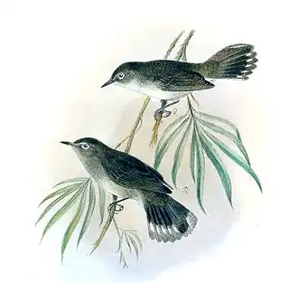 Norfolkmangrovezanger