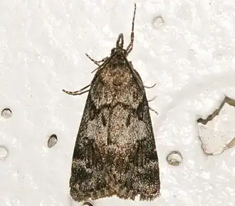 Gesneria centuriella