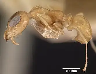 Gesomyrmex chaperi