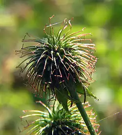 Geel nagelkruid, vrucht