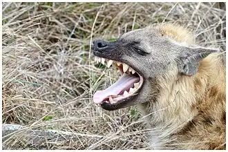 Gebit van een gevlekte hyena