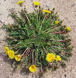 Paardenbloem (Taraxacum officinale)