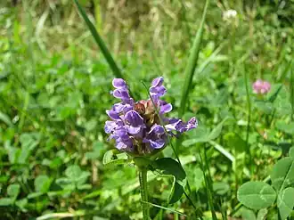 Brunel, Slikken van Flakkee Noord