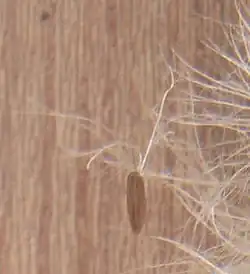 Vruchtje met vruchtpluis