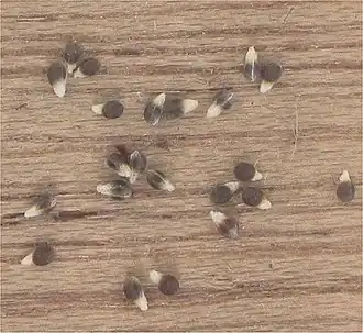 Zaden met wit mierenbroodje