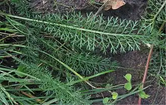 Blad dubbel veerdelig Gewoon duizendblad (Achillea millefolium)