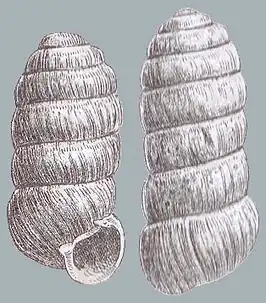 Columella columella