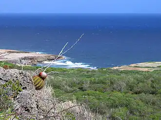 Uitzicht op de noordkust en Boka Grandi
