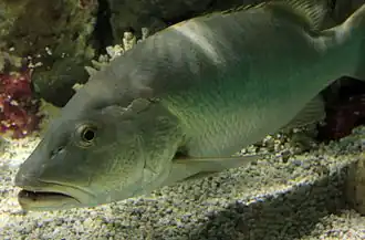 Lutjanus cyanopterus