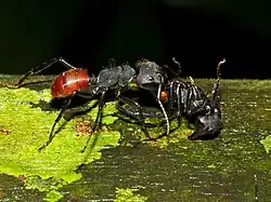 Camponotus gigas