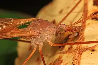 Tipula (Platytipula) ultima