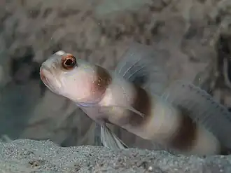 Amblyeleotris fontanesii