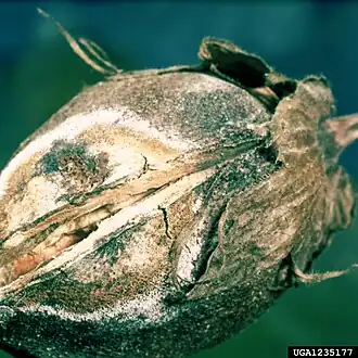 Gibberella fujikuroi