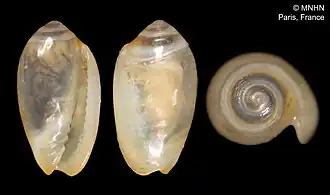 Gibberula cucullata