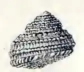 Gibbula guttadauri