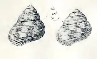 Gibbula spratti
