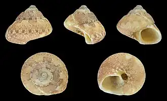 Gibbula varia