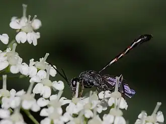 Gasteruption hastator