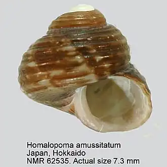 Homalopoma amussitatum