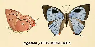 Megathecla gigantea