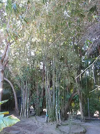 Gigantochloa