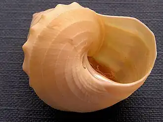 Ginebis argenteonitens