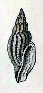 Gingicithara lyrica