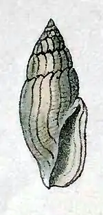 Gingicithara pessulata