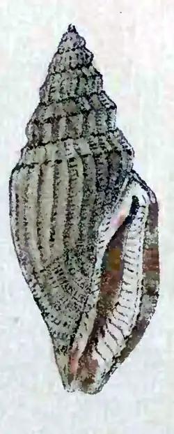 Gingicithara ponderosa