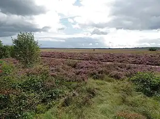 Ginkelse Heide gezien vanaf de Verlengde Arnhemseweg (N224)
