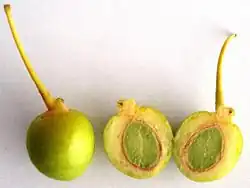 Zaden van de naaktzadige Japanse notenboom (Ginkgo biloba)