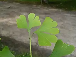 Japanse notenboom, dichotome nervatuur