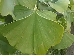 blad van Japanse notenboom (Ginkgo biloba)