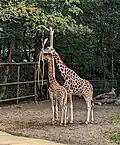Giraffe